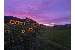 Die Letzte Sonne Auftanken Die Letzte Sonne Auftanken