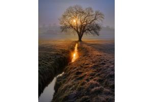 Golden Tree