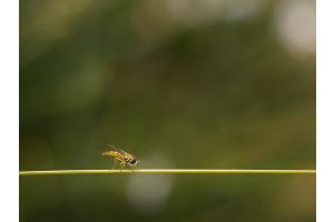 Seil Tänzer 