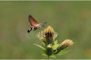 fleissiges Taubenschwänzchen 