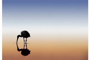 Ibis