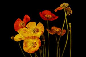 Gelb - Rot Gelb - Rot