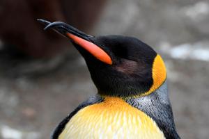 Königspinguin