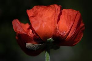 Türkischer Mohn