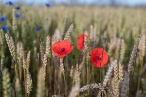 Hochsommerlicher Mohn im Korn
