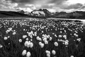 Wollgras-Moor am Berninapass