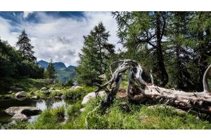 Engadiner Waldlandschaft mit Totholz