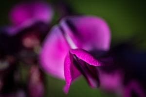Bohnenblüte Bohnenblüte