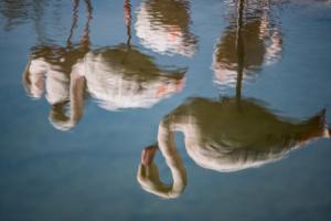 Kopfstand in der Flamingo-Gruppe