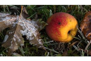 Apfel mit Platanenblatt