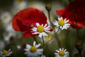 Mohn mit Kamille