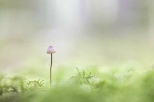 Im Wald Im Wald