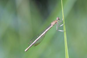 Libelle