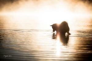 Morgenstund hat Gold im See Morgenstund hat Gold im See