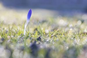 Morgenlicht