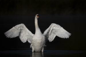 Schwan