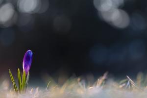 Krokus