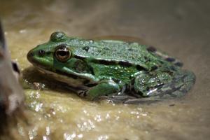Der Frosch Der Frosch