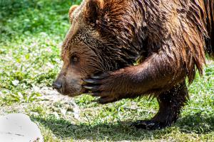 Kratzender Bär Kratzender Bär