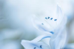 Blaustern