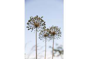 Pusteblume