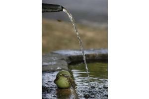 Brunnen mit Biene
