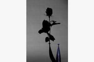 Rose Rose