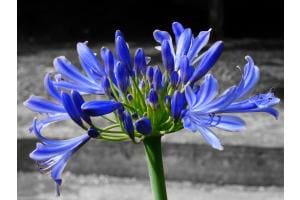 Blume Blume
