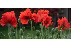 Türkischer Mohn