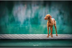 The Green Lake 