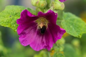 Blumen Blumen