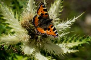 Schmetterling Schmetterling