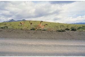 Guanakos im Torres del Paine