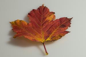 Herbstblatt Herbstblatt