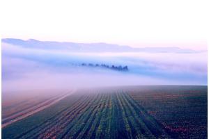 Nebel