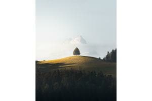 Der einsame Baum vor der Schreckhorn Der einsame Baum vor der Schreckhorn