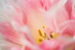 Der Tulpe ins Herz geschaut