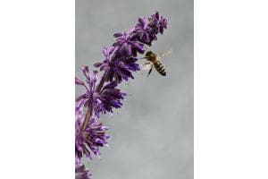 Bienen und Blumen Bienen und Blumen