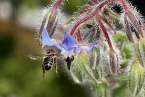 Blume und Biene Blume und Biene