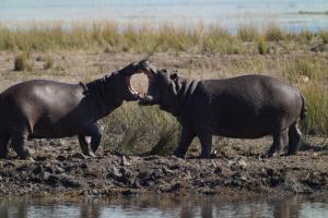 African Kiss African Kiss