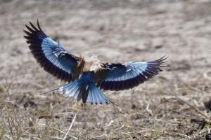 Kreuzschnabel auf der Flucht Kreuzschnabel auf der Flucht