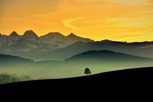 Solitärbaum mit Abendstimmung 