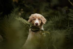 Forest Encounter
