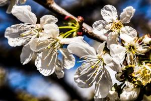 Kirschblüten