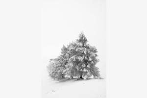 Frost und Nebel