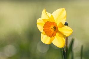 Frühling