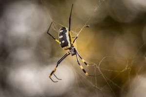 Goldene Kugel Netzspinne Weibchen mit Partner