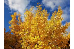 goldener Oktober II goldener Oktober II