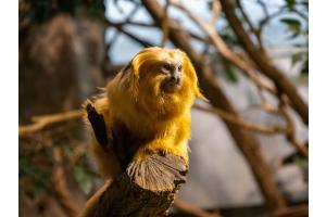 Golden lion tamarin