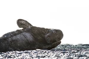 Helgoland